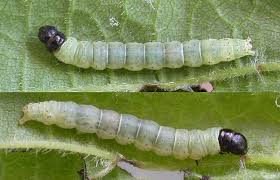 Attēlu rezultāti vaicājumam “Hypatima rhomboidella”