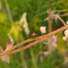 Attēlu rezultāti vaicājumam “Clitellaria ephippium”