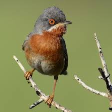 Attēlu rezultāti vaicājumam “Panurus biarmicus”