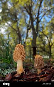 Attēlu rezultāti vaicājumam “Morchella sp.”