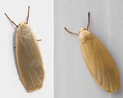 Attēlu rezultāti vaicājumam “Eilema griseola larva”