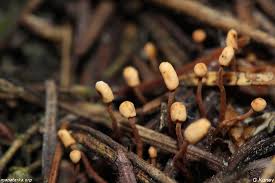 Attēlu rezultāti vaicājumam “Heyderia abietis”