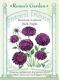 Image result for Scabiosa canescens