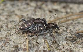 Attēlu rezultāti vaicājumam “Cicindela sylvatica”