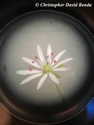 Attēlu rezultāti vaicājumam “Stellaria longifolia leaf”