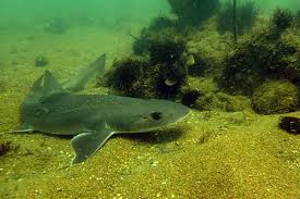 Image result for Mustelus antarcticus