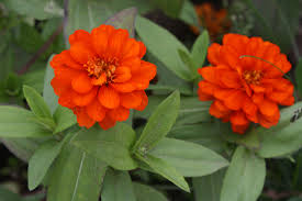 Image result for Zinnia violacea