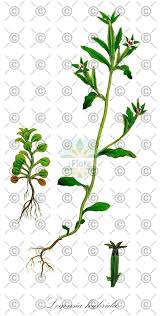 Attēlu rezultāti vaicājumam “Jasione montana fruit”