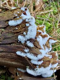 Attēlu rezultāti vaicājumam “Ceratiomyxa morchella stalked”