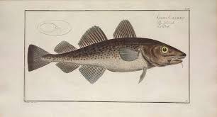 Image result for Gadus morhua