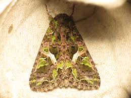 Attēlu rezultāti vaicājumam “Trachea atriplicis”