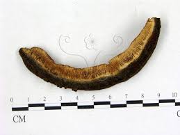 Attēlu rezultāti vaicājumam “Gloeophyllum abietinum”