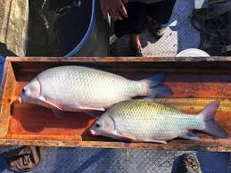 Image result for Ictiobus bubalus