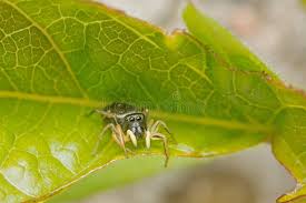 Attēlu rezultāti vaicājumam “Heliophanus sp.”