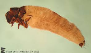 Attēlu rezultāti vaicājumam “Chironomidae larva”
