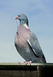 Image result for Columba palumbus