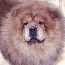 Znalezione obrazy dla zapytania chow