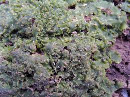 Attēlu rezultāti vaicājumam “Aneura pinguis”