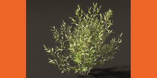 Attēlu rezultāti vaicājumam “Salix pentandra”