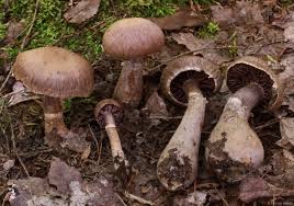 Attēlu rezultāti vaicājumam “Cortinarius praestans”