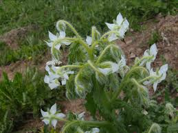 Attēlu rezultāti vaicājumam “Borago officinalis leaf”