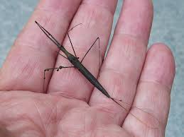 Attēlu rezultāti vaicājumam “Ranatra linearis”