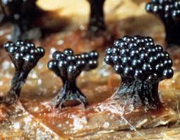 Attēlu rezultāti vaicājumam “Metatrichia vesparia spores”