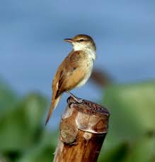 Image result for Acrocephalus aedon