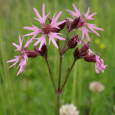 Image result for Lychnis flos-cuculi