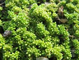 Attēlu rezultāti vaicājumam “Herniaria glabra flower”