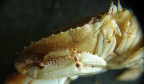 Attēlu rezultāti vaicājumam “Diderma crustaceum macro”