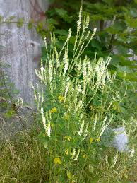 Attēlu rezultāti vaicājumam “Melilotus”