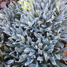 Image result for Helichrysum subulifolium