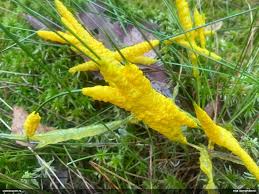 Attēlu rezultāti vaicājumam “Badhamia lilacina young”