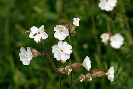 Attēlu rezultāti vaicājumam “Silene latifolia subsp. alba flower”