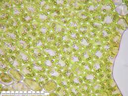 Attēlu rezultāti vaicājumam “Lophozia longidens”