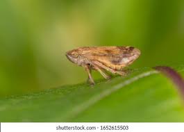 Attēlu rezultāti vaicājumam “Aphrophora alni”