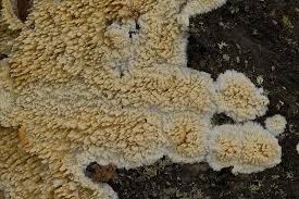 Attēlu rezultāti vaicājumam “Basidioradulum radula”