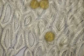 Attēlu rezultāti vaicājumam “Gymnosporangium cornutum”