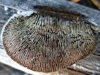 Attēlu rezultāti vaicājumam “Gloeophyllum abietinum”