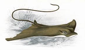 Image result for Myliobatis aquila