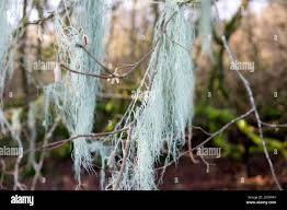 Attēlu rezultāti vaicājumam “Usnea filipendula”