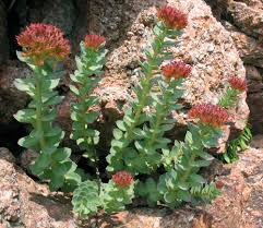 Attēlu rezultāti vaicājumam “Rhodiola rosea flower”