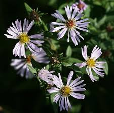 Attēlu rezultāti vaicājumam “Symphyotrichum x salignum flower”