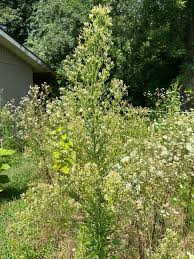 Attēlu rezultāti vaicājumam “Erigeron canadensis”