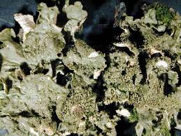 Attēlu rezultāti vaicājumam “Melanohalea exasperata”