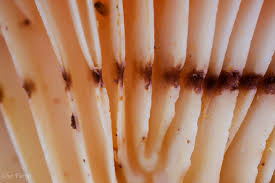 Attēlu rezultāti vaicājumam “Physarum viride var. aurantium”