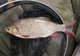 Attēlu rezultāti vaicājumam “Leuciscus idus”