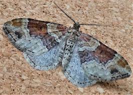 Attēlu rezultāti vaicājumam “Xanthorhoe spadicearia”