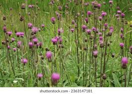 Attēlu rezultāti vaicājumam “Cirsium heterophyllum flower”
